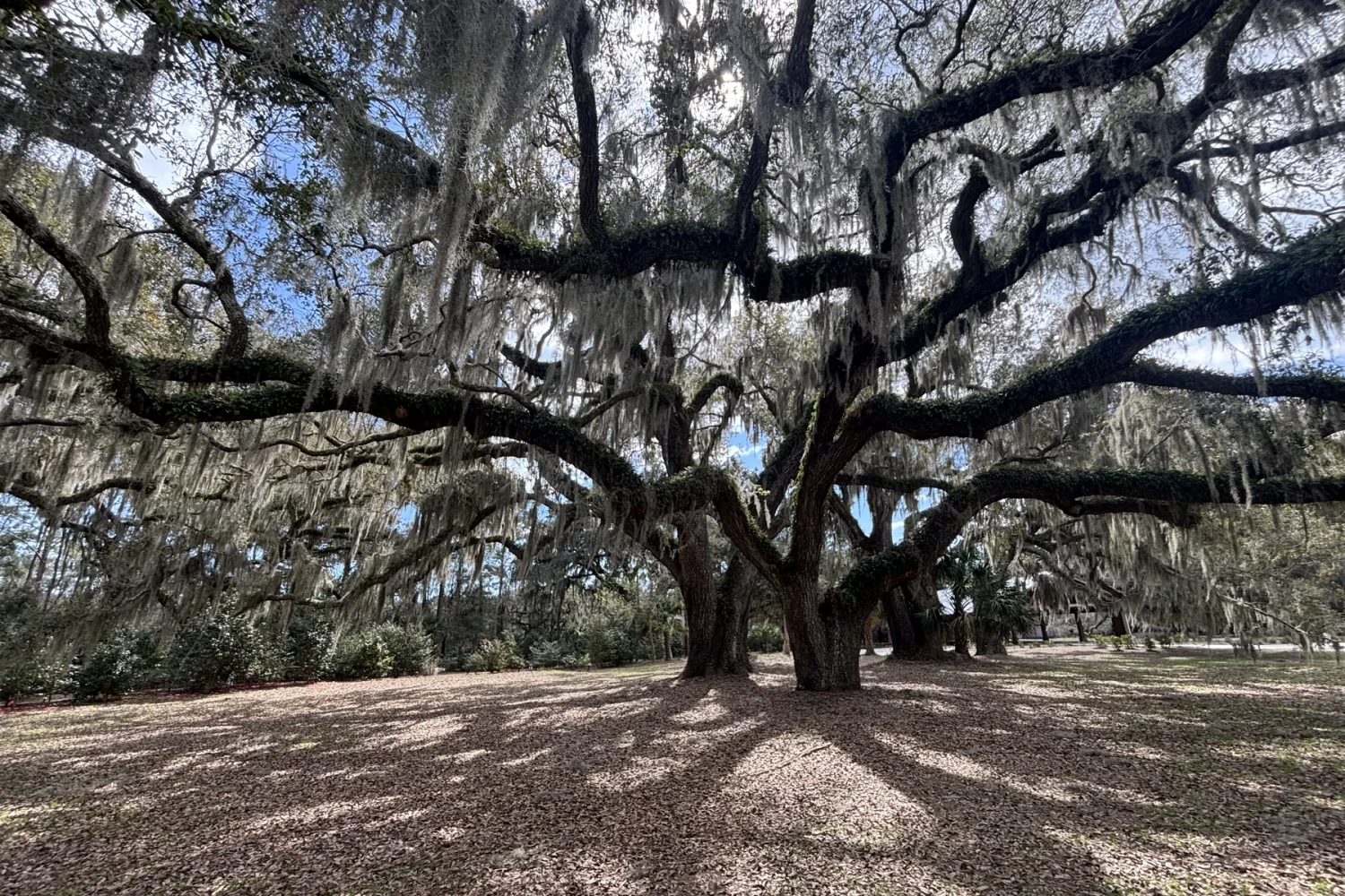 Mature live oaks draped with Spanish moss at Honey Horn, Hilton Head Island.
