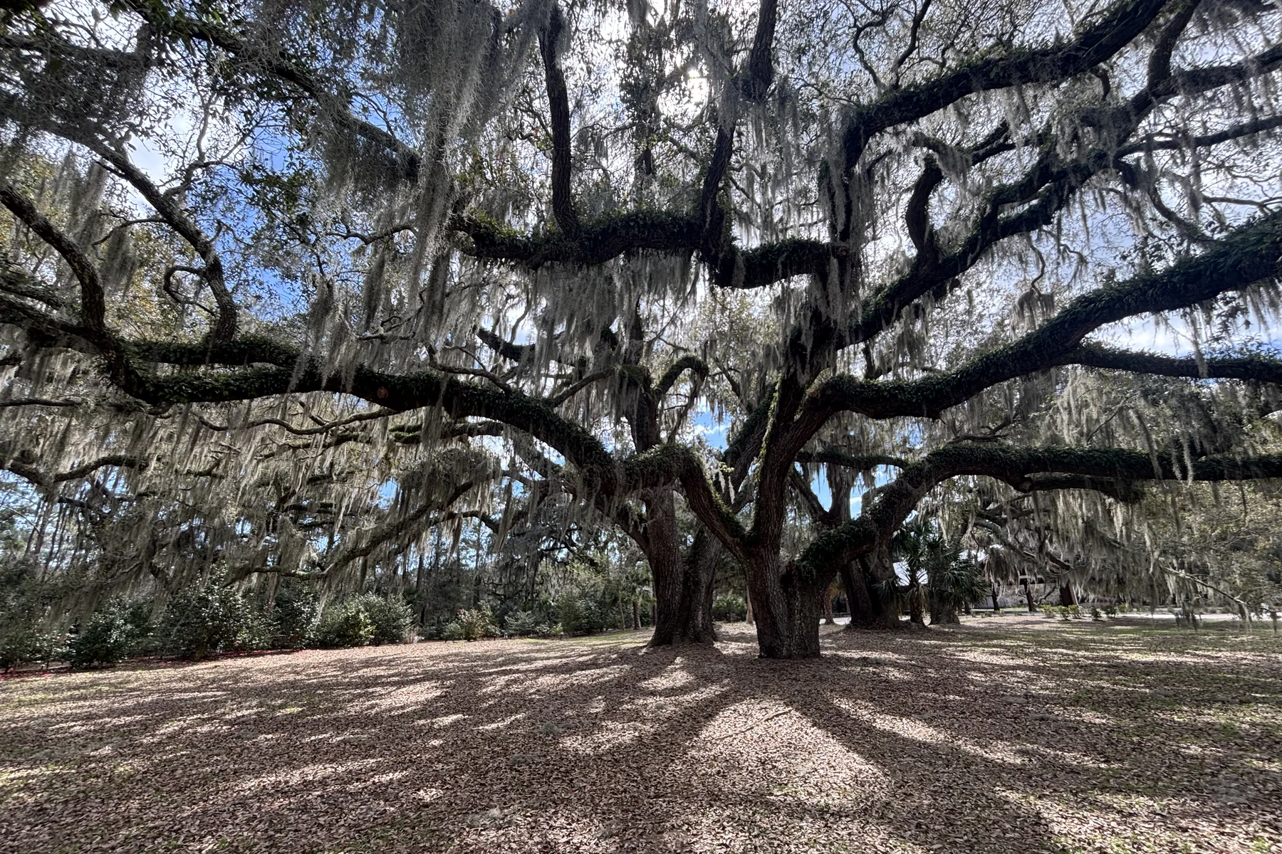 Mature live oaks draped with Spanish moss at Honey Horn, Hilton Head Island.
