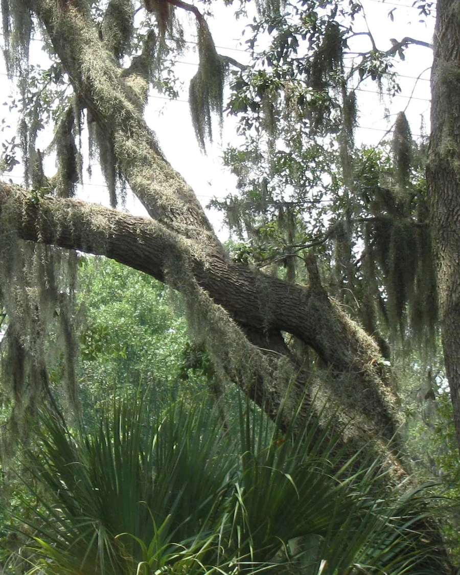 Spanish moss draped over coastal branches near William Hilton Parkway on Hilton Head Island.